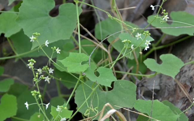 Echinopepon wrightii, Wild Balsam Apple, Southwest Desert Flora